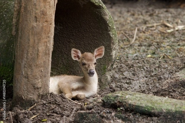 Obraz A young fawn rests peacefully under a rustic shelter in a muddy forest enclosure. The baby deer looks out curiously, surrounded by earthy textures and natural elements. 