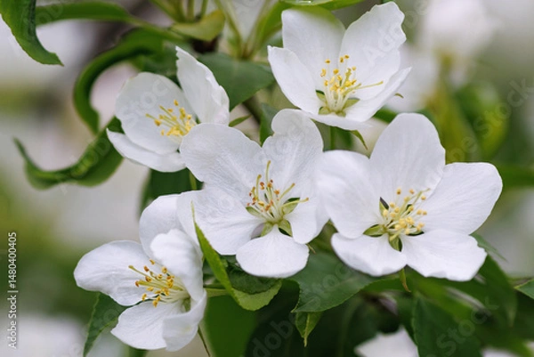 Fototapeta Apple tree in blossom. flowers of Apple tree.