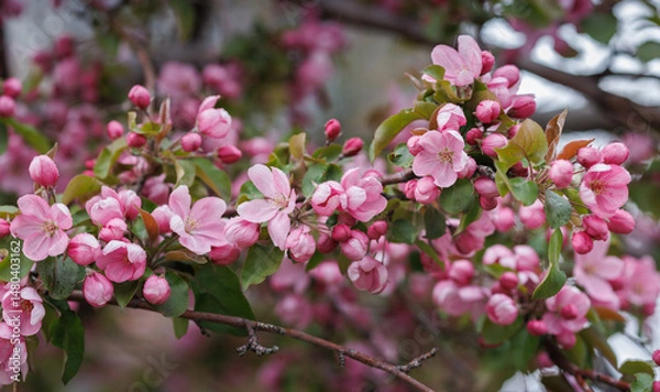 Fototapeta Apple tree in bloom, delicate pink apple tree flowers.
