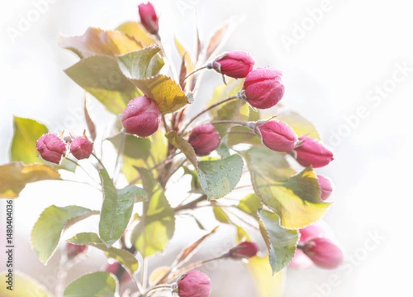 Fototapeta Apple tree in bloom, delicate pink apple tree flowers.