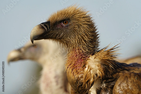 Fototapeta Close up shot of an Eurasian Griffon Vulture (Gyps fulvus)