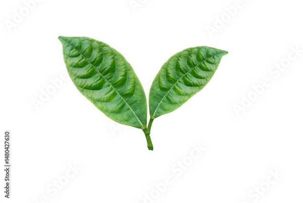 Fototapeta Beautiful green leaves isolated on white background.environmental concept Isolated on clean background