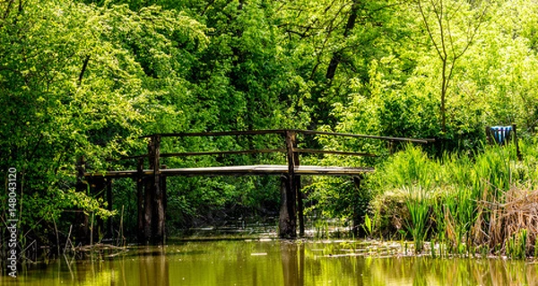 Fototapeta The nature