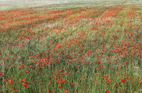 Obraz Campagne de coquelicots en céréales