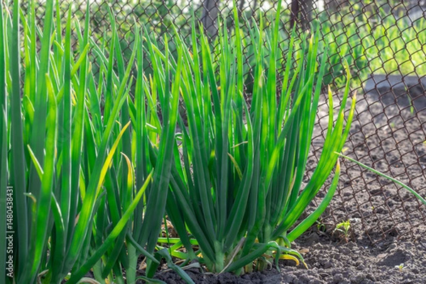 Obraz Vegetable beds with green onion tops of egyptian walking onion in kitchen garden. In row feathers tree onions or multistage onions of allium proliferum in germinat in springtime. Multitiered organic.