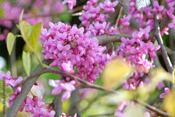Fototapeta Cercis canadensis ‘Lavender Twist’, the eastern redbud tree, in flower.