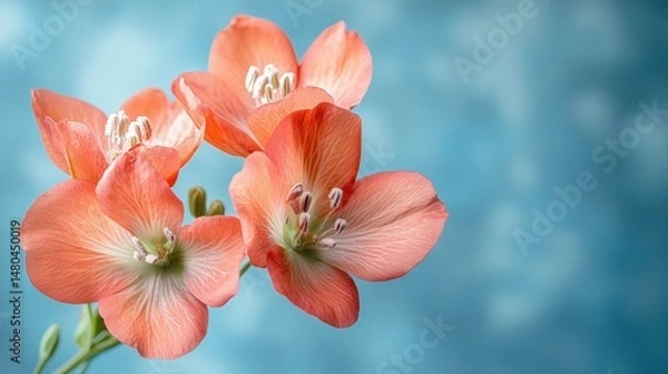 Fototapeta Close-up of vibrant coral-colored flowers against a soft, blue sky background