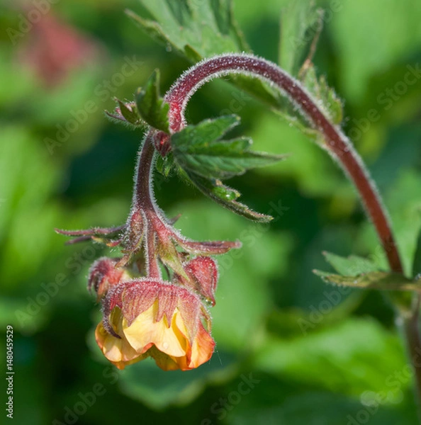 Fototapeta Beautiful close-up of geum chiloense