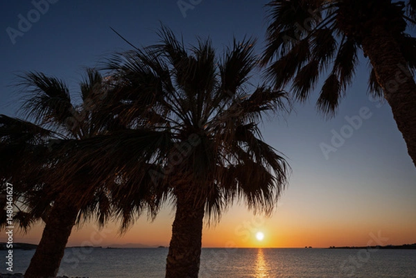 Fototapeta Palm trees against clear sky by the Aegean Sea in Paroikia (Parikia) town on Paros island in Greece at sunset.