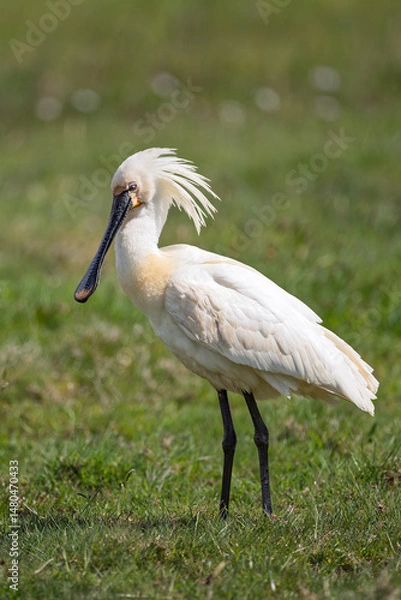 Obraz A spoonbill stands on a meadow