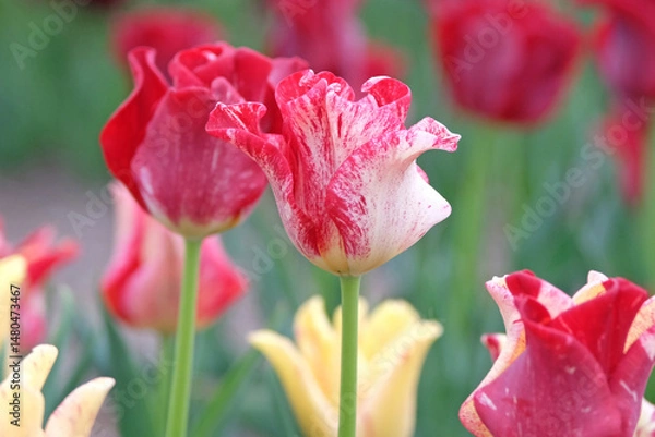 Fototapeta White and red variegated coronet Tulip, tulipa ‘Striped Crown’ in flower.