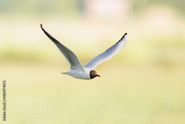 Obraz Flying black-headed gull