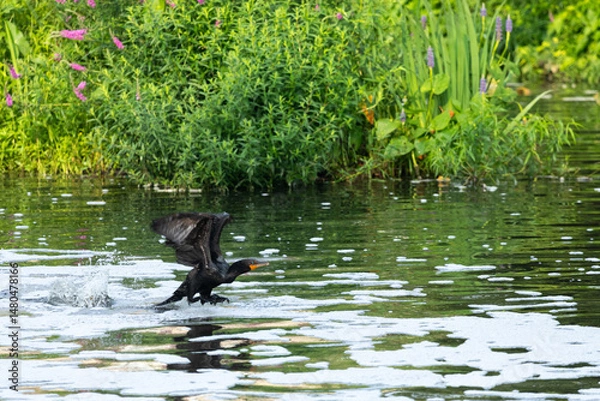 Fototapeta A Double-crested Cormorant lands on a river during summer in New Jersey