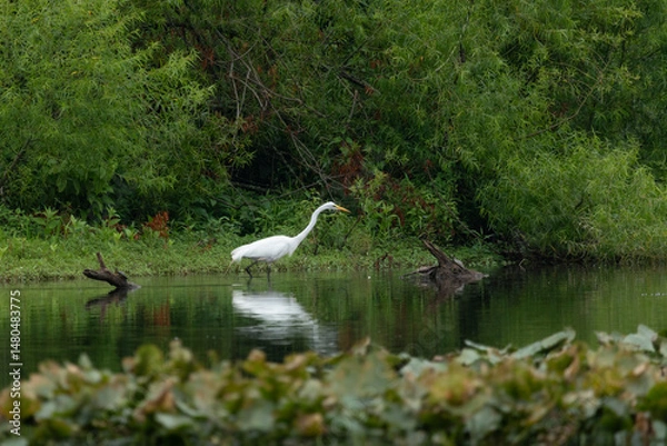 Fototapeta A Great White Egret hunts in a New Jersey pond during summer