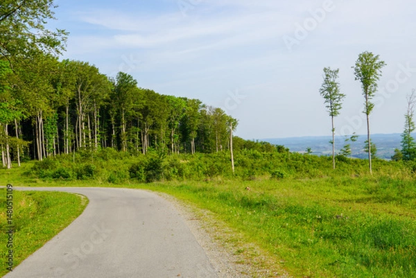 Fototapeta Sunlight shining through the trees in the forest. dawn, morning on a forest road.