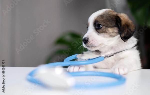 Obraz puppy at veterinary doctor with stethoscope on neck.sad dog sitting on table with face in palm with surgical glove.baby animal for health check up for vaccination.pet biting ear tips,tubes.