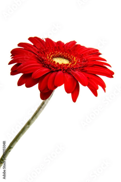 Obraz Beautiful gerbera flower