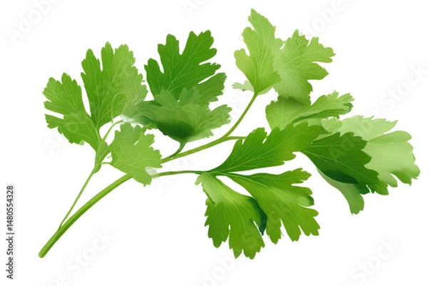 Fototapeta A sprig of fresh green parsley with multiple leaves against a plain black background in a close up view