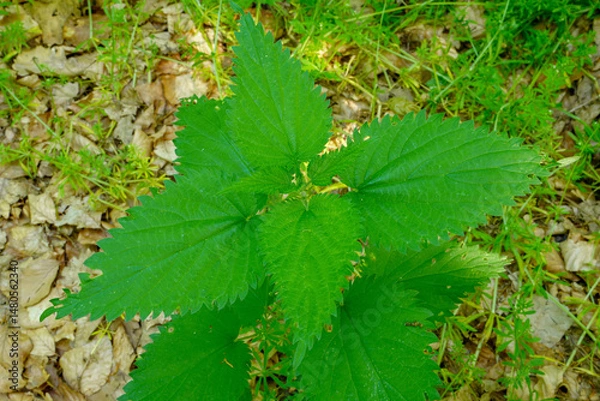 Fototapeta Urtica dioica or stinging nettle, in the garden. Stinging nettle, a medicinal plant that is used as a bleeding, diuretic, antipyretic, wound healing, antirheumatic agent. 
