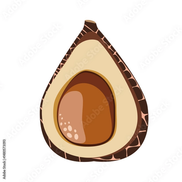 Fototapeta Salak snake fruit cut with pit botanical vector illustration 