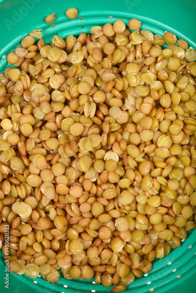 Fototapeta A close-up shows cooked green lentils filling a green colander, ready to be used as an ingredient
