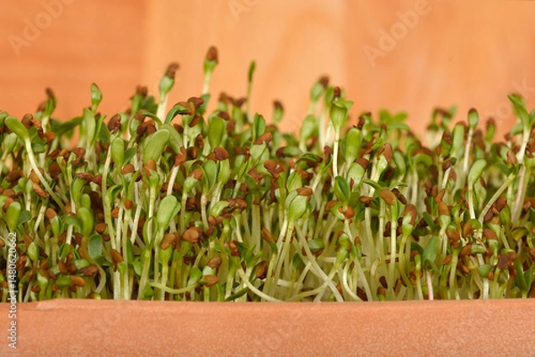 Fototapeta Close-up of fresh alfalfa sprouts growing densely in a terracotta pot against a wooden background