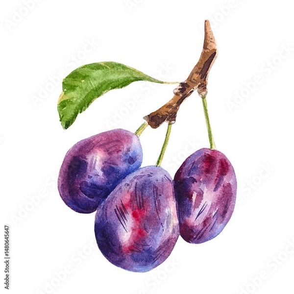 Fototapeta Watercolor painting of three ripe plums on a branch with a green leaf hand drawn clipart