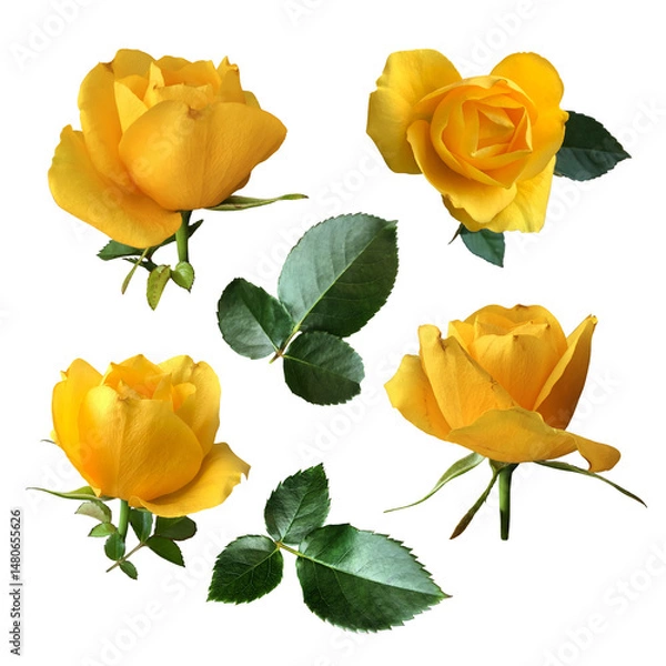 Obraz Yellow roses set, bright flowers with leaves delicate garden plant in blossom, isolated cutout object for decor, design, invitations, cards, soft focus and clipping path, natural elements