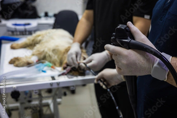 Fototapeta Veterinarians are performing an endoscopy procedure on an anesthetized dog lying on an operating table in a veterinary clinic, using specialized equipment for internal examination and diagnosis.