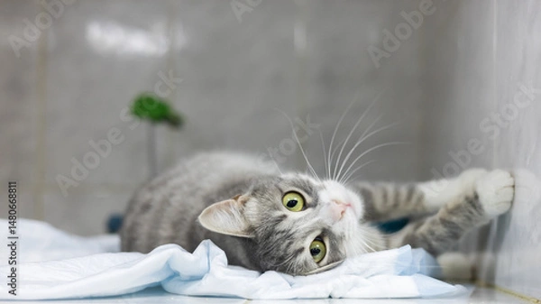 Fototapeta Cute young cat in a veterinary clinic. Playful kitten with adorable green eyes lies on a light blue absorbent veterinary pillow, enjoying a moment of rest in a sterile environment of the clinic.