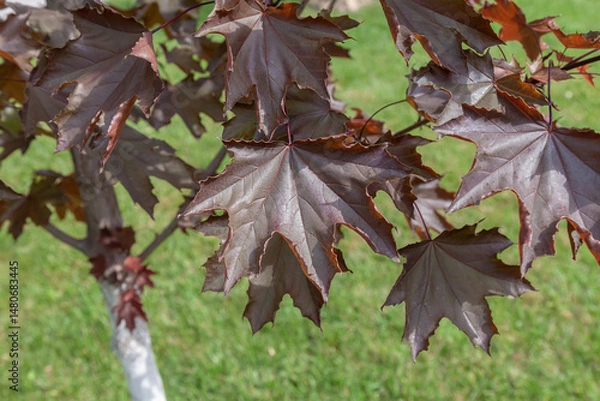 Obraz Tree with brown leaves is in a grassy field