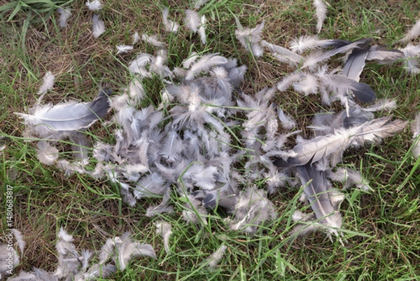 Obraz feathers of an eaten bird on the grass