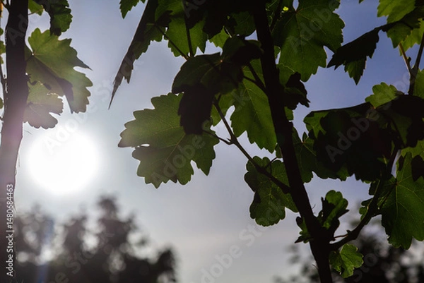 Obraz Leafy vine with a sun shining through it