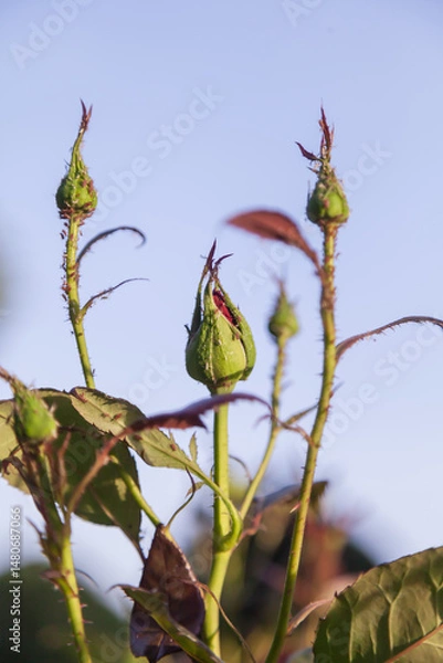 Fototapeta Flower bud with a bug on it