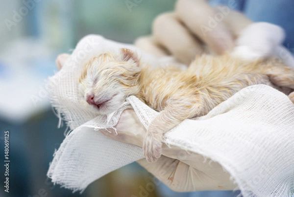 Fototapeta A newborn kitten in the caring hands of a veterinarian. A veterinarian wearing gloves carefully holds a newborn kitten wrapped in gauze, providing the necessary medical care during a routine checkup.