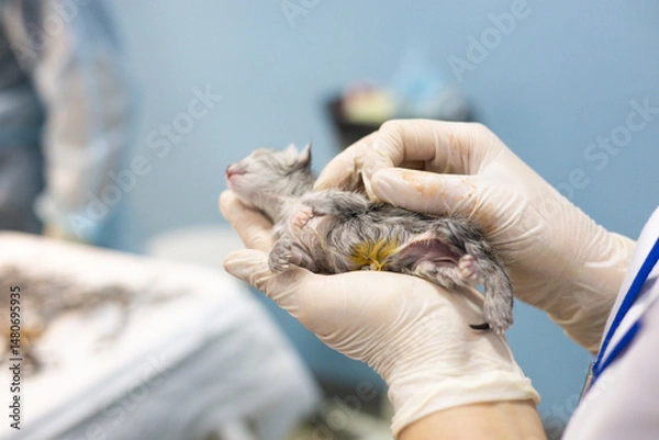 Fototapeta A veterinarian wearing gloves carefully examines a newborn kitten during a checkup at a veterinary clinic, ensuring its health and well-being. The veterinarian carefully holds the newborn kitten.