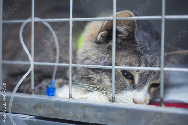 Obraz Grey and white cat resting in a cage at a veterinary clinic, receiving essential medical care through an intravenous drip, highlighting the compassion and support in animal healthcare.