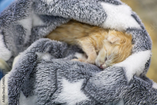 Fototapeta A veterinarian carefully wraps a newborn ginger kitten in a soft blanket, keeping it warm and comfortable during a medical examination or rescue operation. Caring for a newborn kitten.