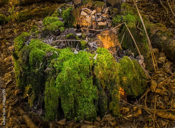Obraz sunlight on oak stump