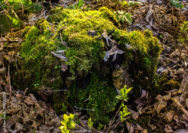Obraz mossy oak stump
