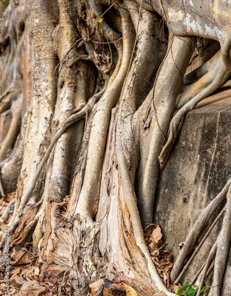 Obraz Ancient tree roots,at Phnom Kraom temple ruins,near to Tonle Sap lake and Siem Reap,Cambodia.
