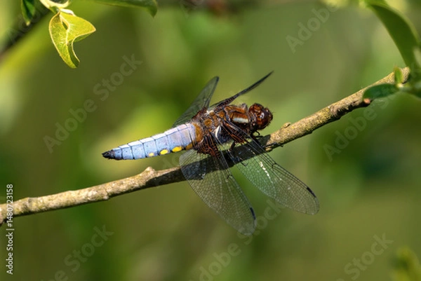 Fototapeta broad bodied chaser perched on a branch