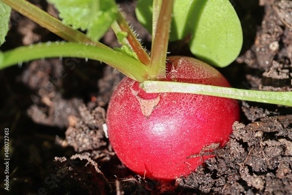 Fototapeta rotes Radieschen in der Erde