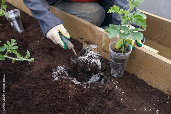 Fototapeta Growing watermelons in a greenhouse. A man transplants seedlings from a plastic container into the ground.