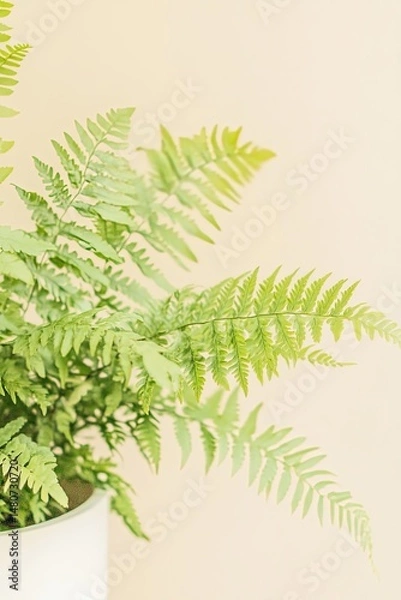 Obraz Close-up of vibrant fern plant with sunlight, minimal botanical composition