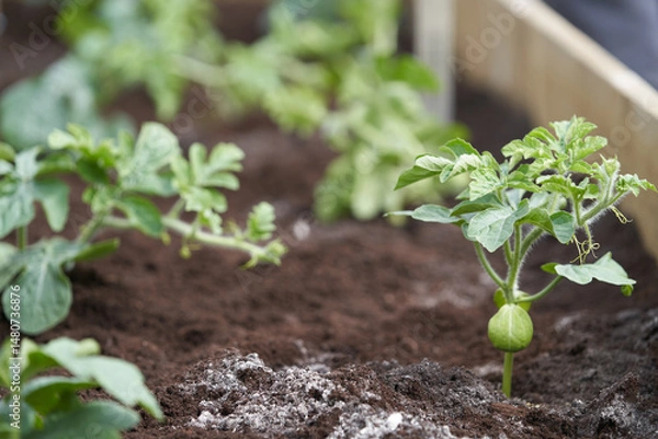 Fototapeta Organic farming. A bed in a greenhouse with young watermelon seedlings planted. Ash has been added to the soil.