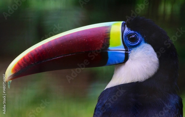 Obraz Toucan