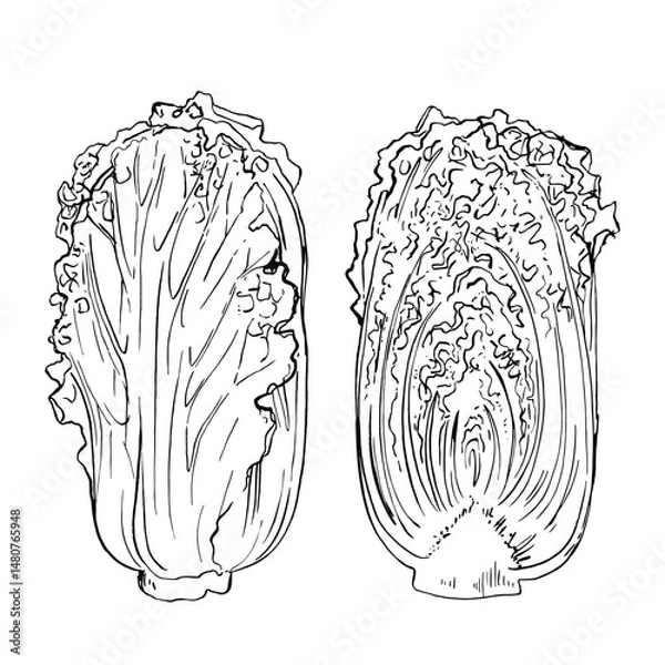 Fototapeta Chinese cabbage. Sketch ink food vector. Vegetables outline line. Farm products