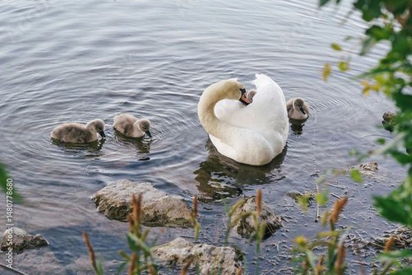 Fototapeta A close view of a white mute swan gently curling around her cygnets at the water's edge. This intimate moment captures the essence of maternal care