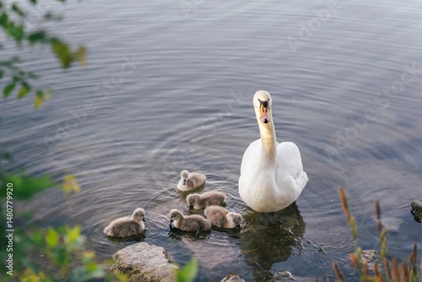 Fototapeta A proud white swan stands at the waters edge, keeping watch over her fluffy cygnets. The moment highlights the fierce yet gentle nature of parental protection in wildlife
